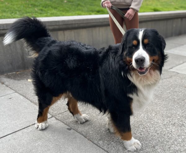 I call this dance step the 'Stray Pup Strut'. Bernese Mountain Dog Looking Happy