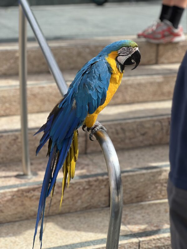 Blue And Gold Macaw Perched On Stairway Railing In Union Square