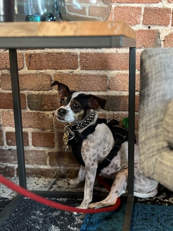 Now mom, make sure you stay calm in front of all these weirdos. Small Rat Terrier Mix Sitting Under A Table