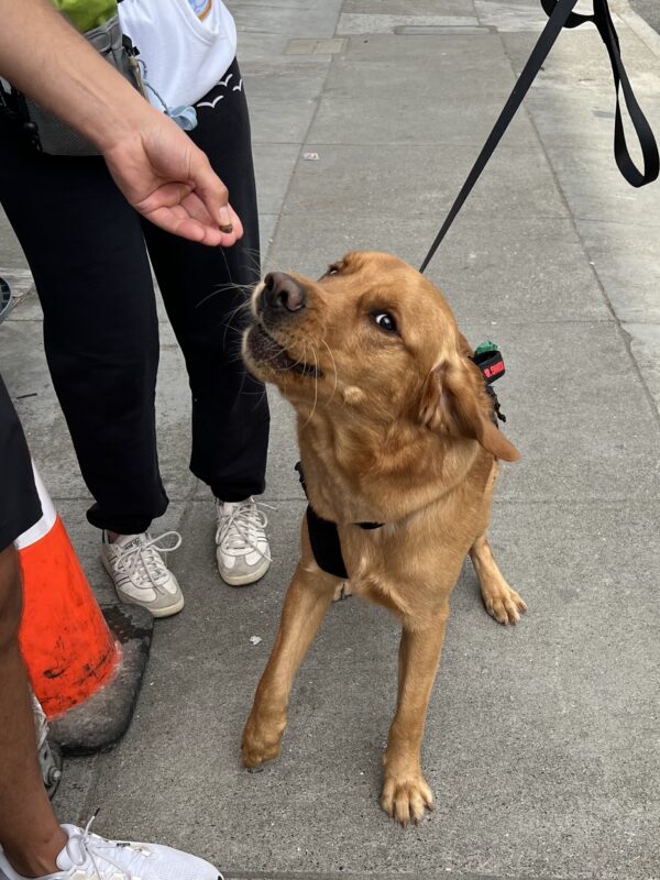 Yer... not gonna try to steal my treat, are ya? Golden Retriever Labrador Retriever Mix Giving Serious Side-Eye