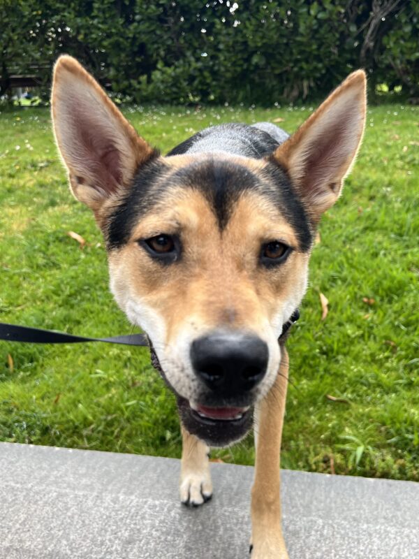 German Or Belgian Shepherd Mix Snoofing The Camera