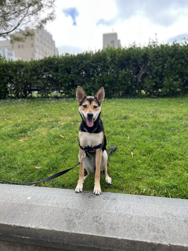 German Or Belgian Shepherd Mix