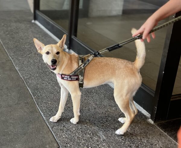 Carolina Dog Looking Cheerful And Alert