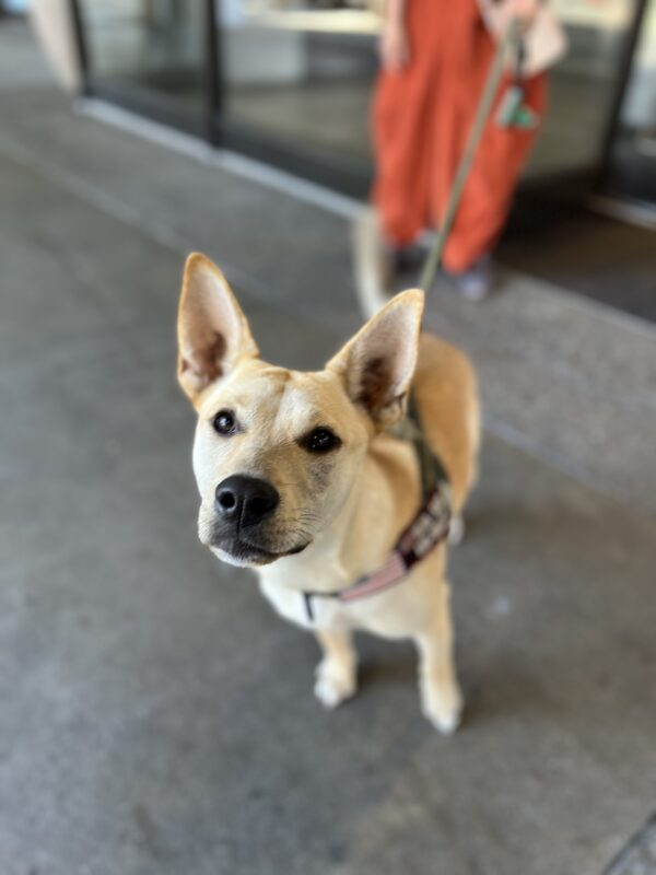 Carolina Dog Looking At The Camera