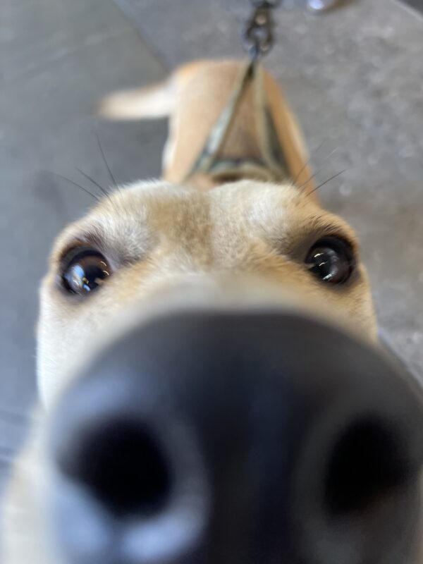 Carolina Dog Sticking His Nose In The Camera