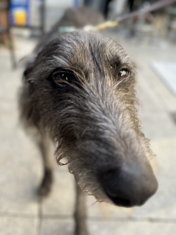 Scottish Deerhound Looking Into The Camera