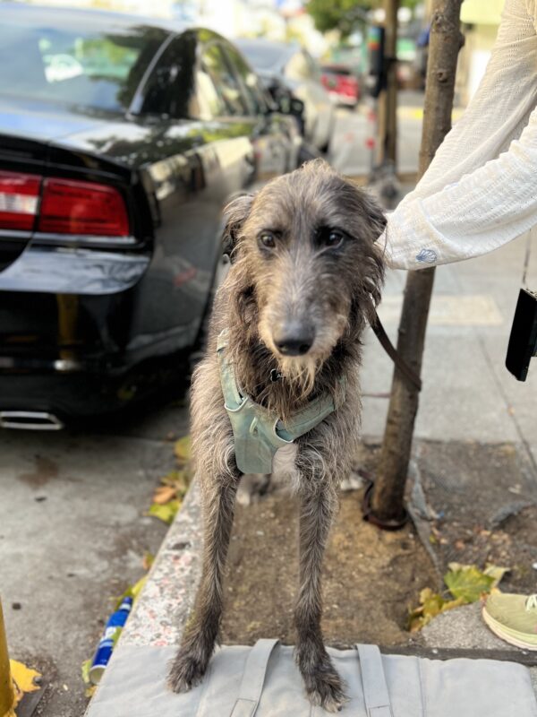 Scottish Deerhound