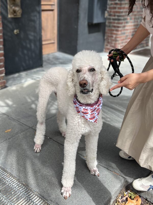 Standard Poodle Wearing A Red White And Blue Bandana