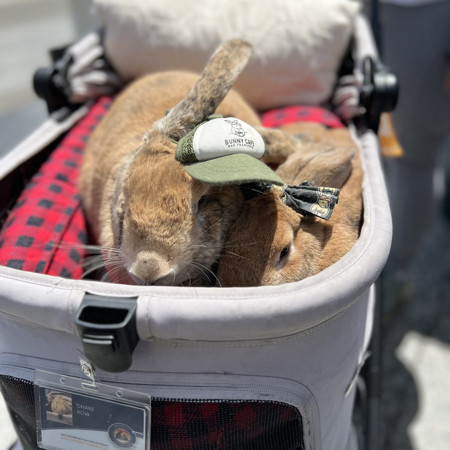 Two Rabbits In A Stroller Sharing A Little Baseball Cap