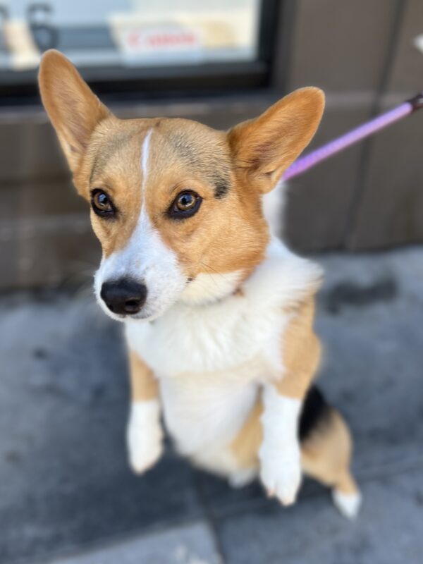Serious-Looking Tricolor Pembroke Welsh Corgi On A Leash