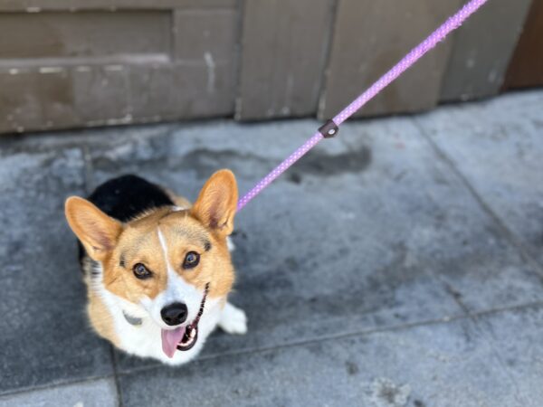 Grinning Manic Tricolor Pembroke Welsh Corgi On A Leash