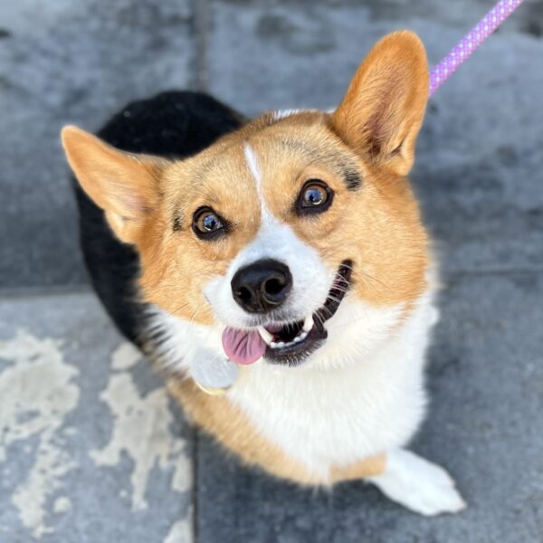 Grinning Manic Tricolor Pembroke Welsh Corgi On A Leash