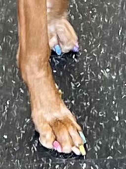 Painted Vizsla Toenails