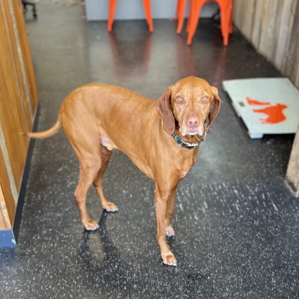 Vizsla With Painted Claws