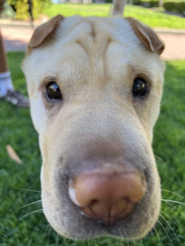 Shar Pei Labrador Retriever Mix Staring Into The Camera