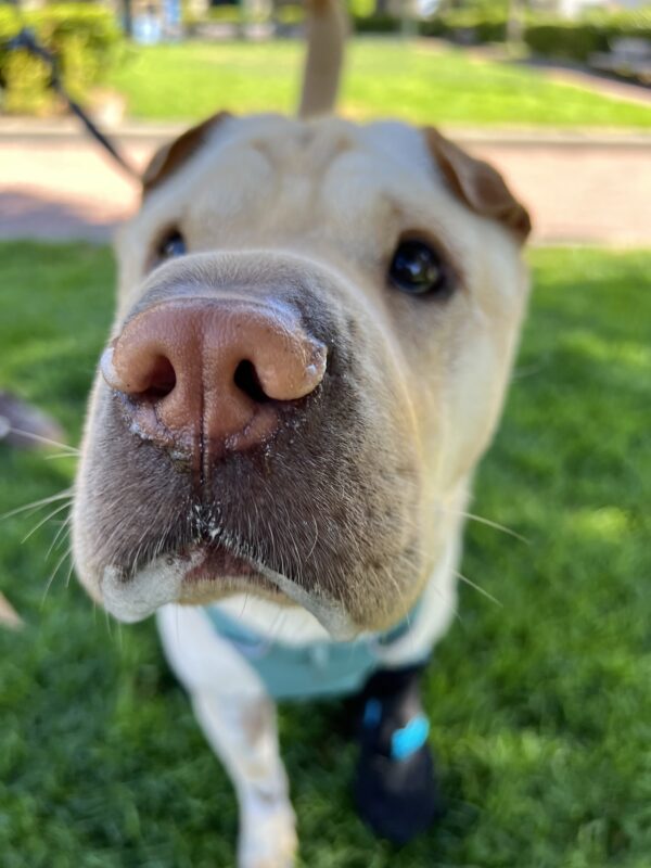 Shar Pei Labrador Retriever Mix Sticking His Snoot In The Camera
