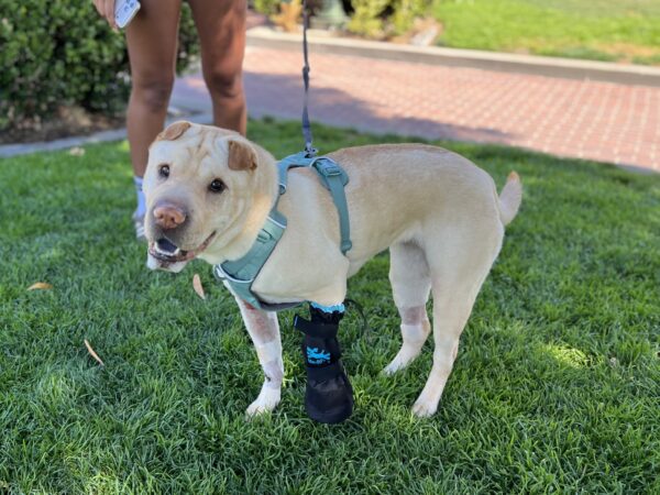 Smiling Shar Pei Labrador Retriever Mix With A Sock On One Leg