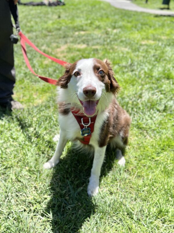 Australian Shepherd Border Collie Mix Looking Delighted