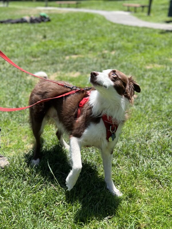 Australian Shepherd Border Collie Mix Looking Up At The Person Walking Him