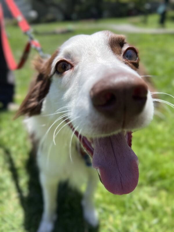 Australian Shepherd Border Collie Mix Looking Delighted