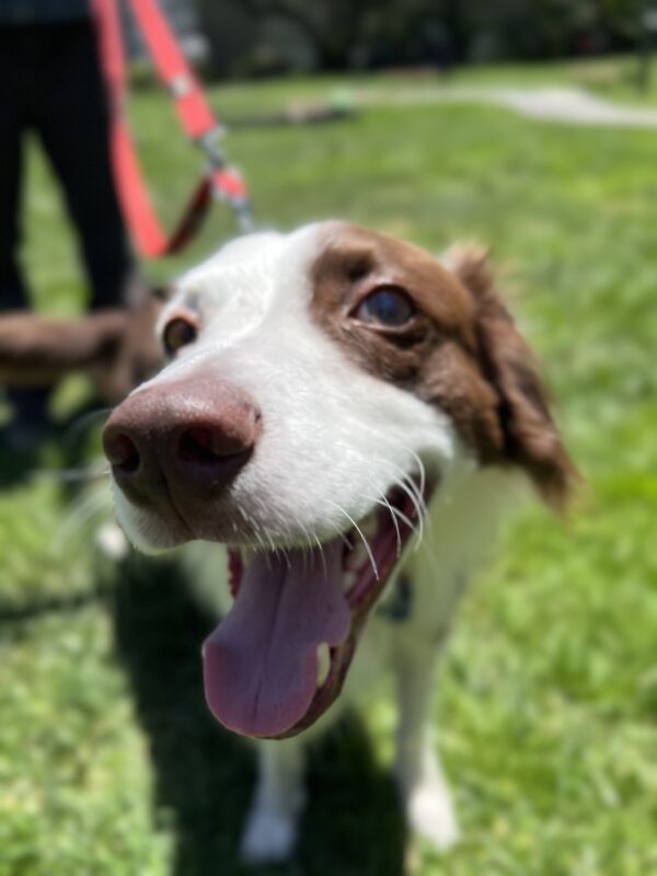 Australian Shepherd Border Collie Mix Looking Delighted