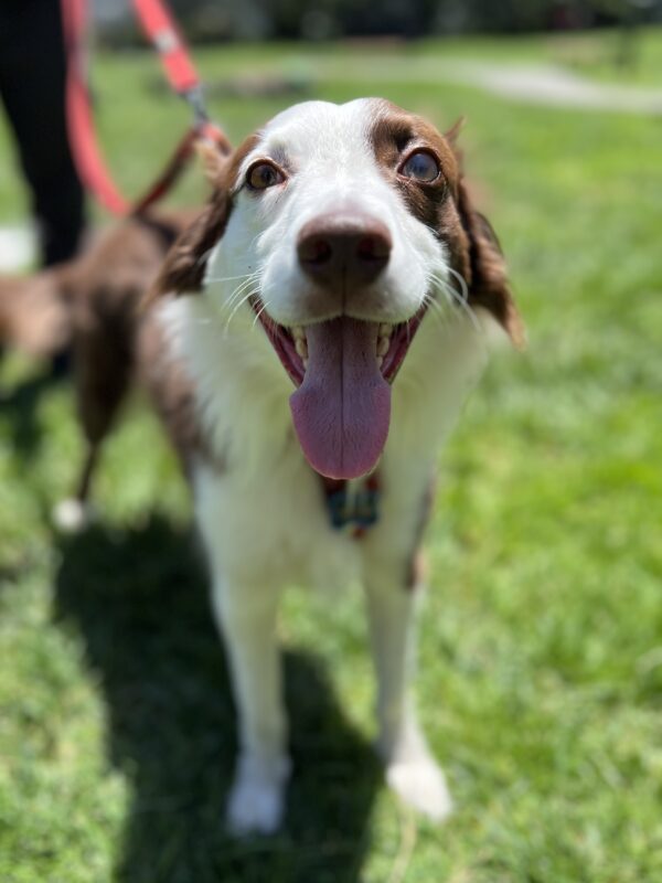 Australian Shepherd Border Collie Mix Looking Delighted