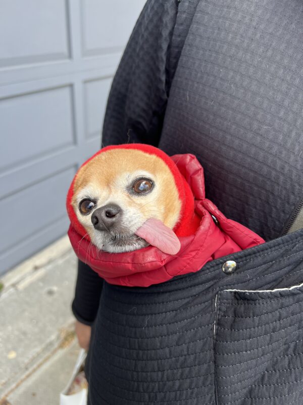 Derpy Old Chihuahua In A Red Jacket With His Tongue Sticking Out Riding In A Bag 
