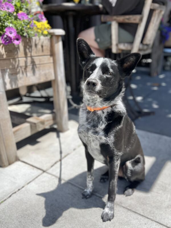 German Shepherd Australian Cattle Dog Mix Sitting Next To Some Flowers