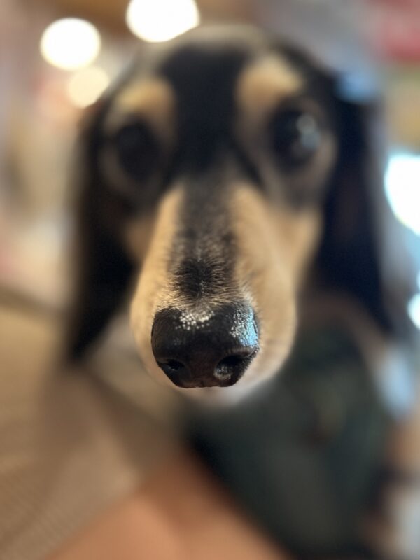 If you like, you may smooch the snoot. Snoot Of Black And Tan Miniature Dachshund
