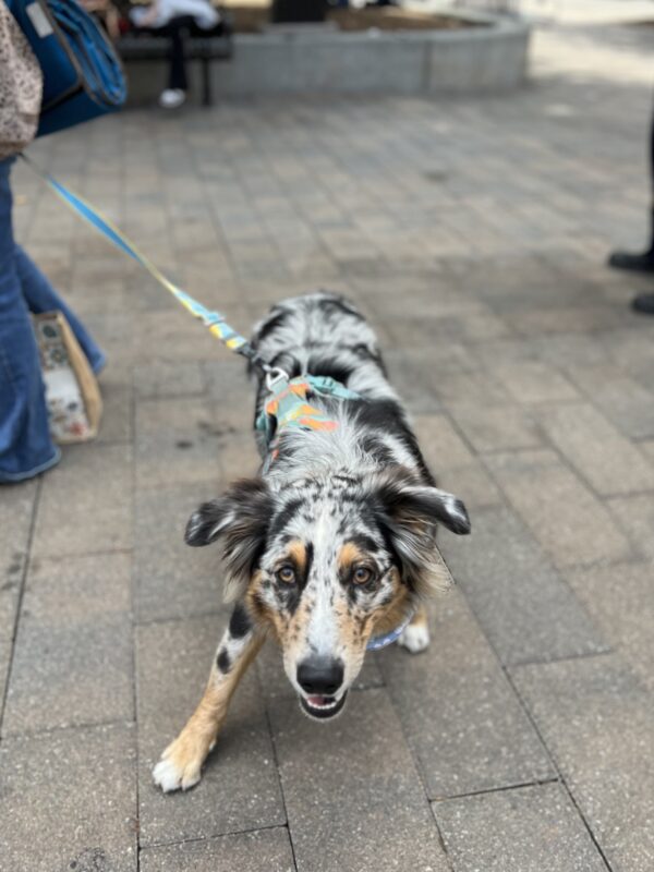 Are ya ready? Blue Merle Australian Shepherd
