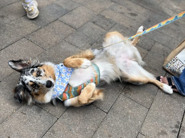 Okay... BELLY RUB TIME! Blue Merle Australian Shepherd Lying On Her Back Asking For Belly Rubs