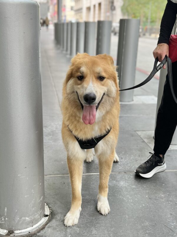 Great Pyrenees German Shepherd Mix Grinning