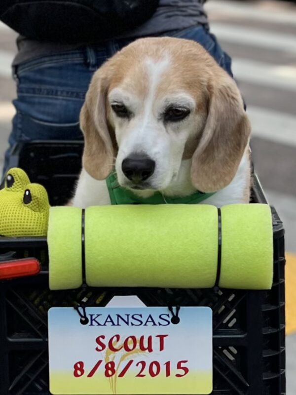 Beagle In A Basket On The Back Of A Bike