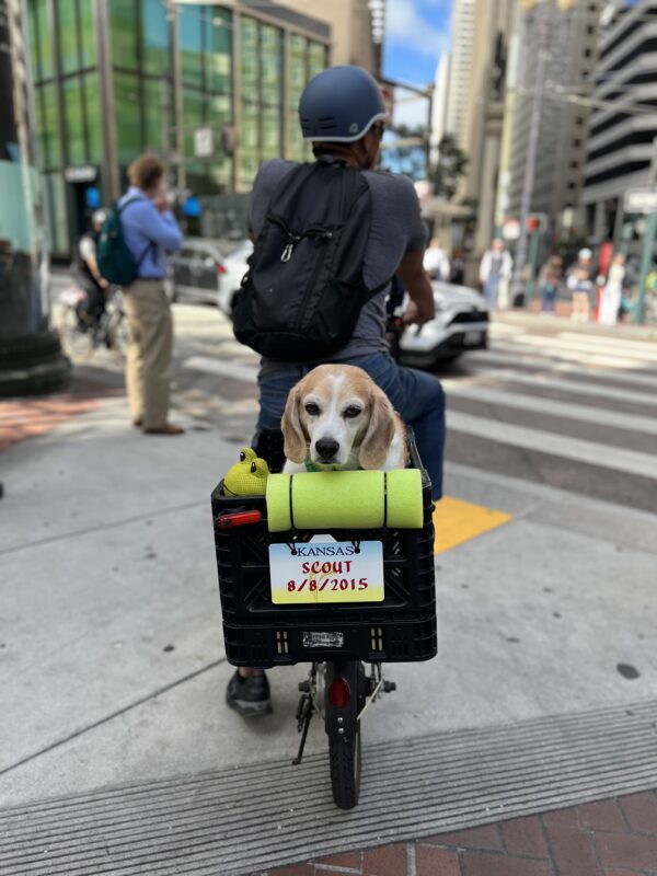 Beagle In A Basket On The Back Of A Bike