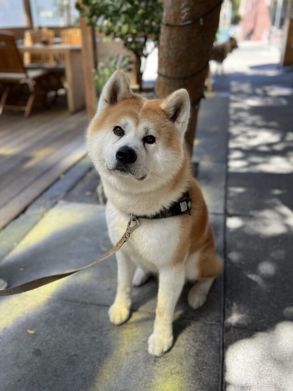 Japanese Akita Inu Sitting With His Head Tilted To The Side