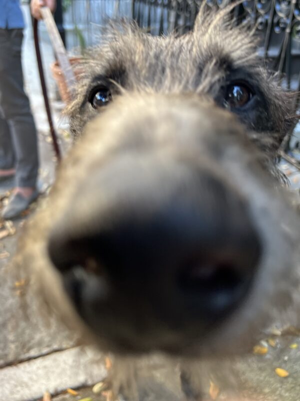 Scottish Deerhound Sticking His Snoot In The Camera