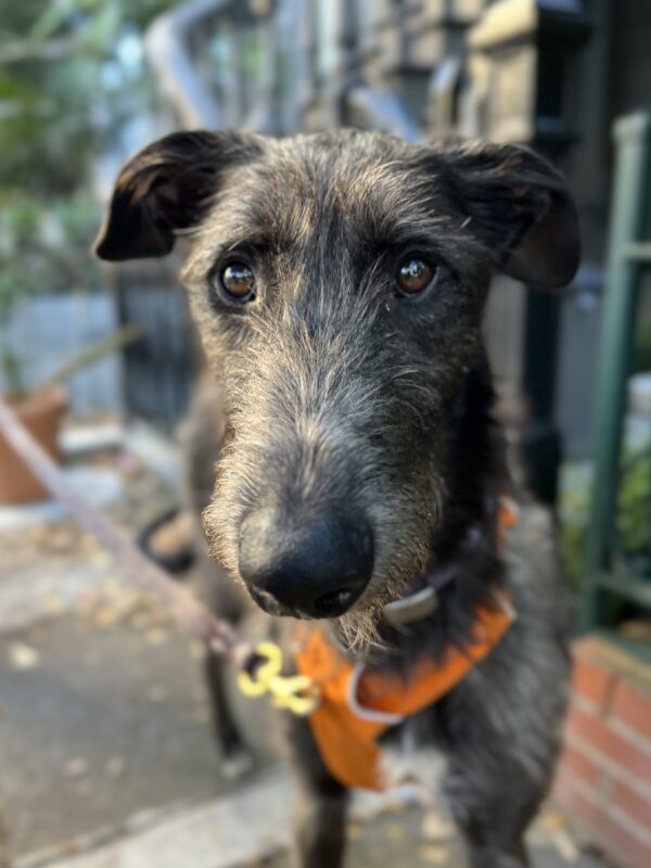 Scottish Deerhound With Silly Ears
