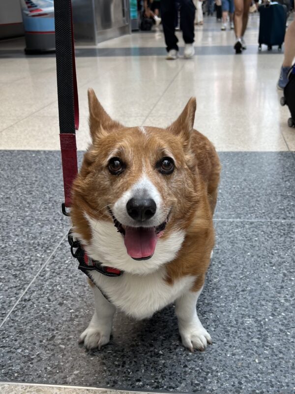 I'm JUST the right height to fit under the seat in front of you! Pembroke Welsh Corgi Looking Happy And Slightly Manic