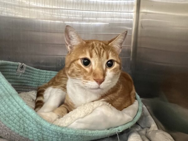 White And Marmalade Tiger Tabby With Huge Pupils