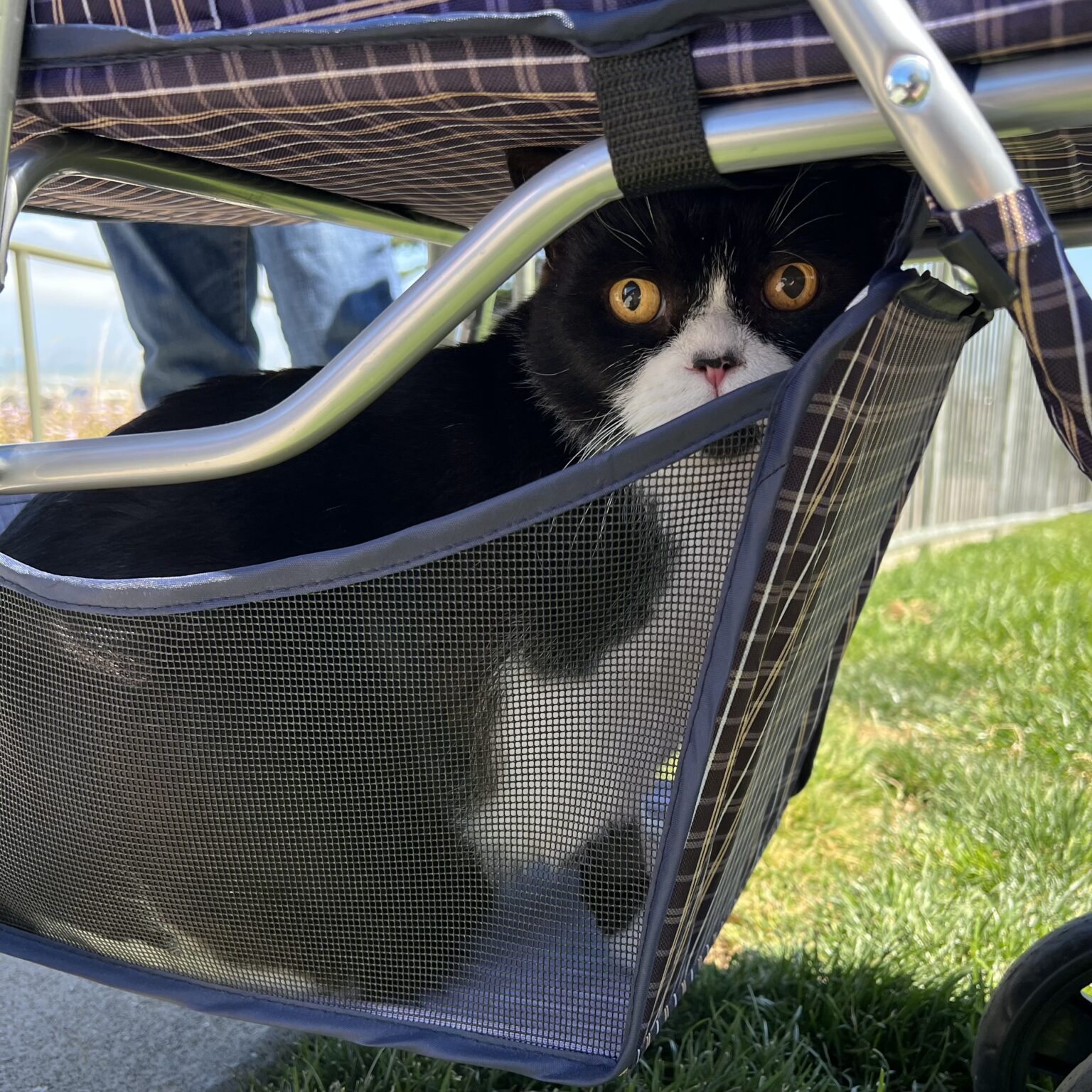 Black And White British Shorthair Cat In A Basket Underneath A Stroller