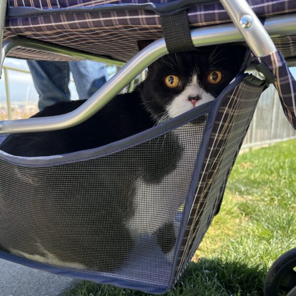 Black And White British Shorthair Cat In A Basket Underneath A Stroller