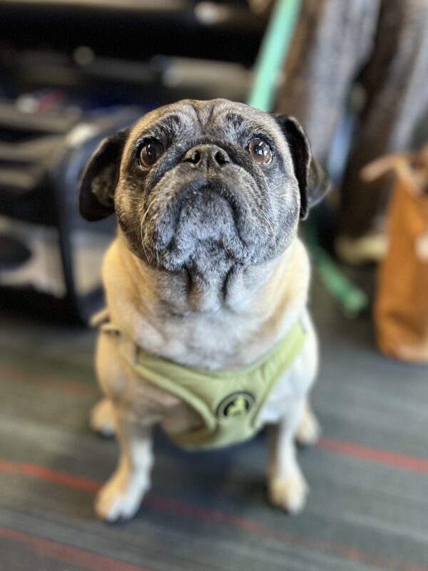 Pug Looking Very Dejected