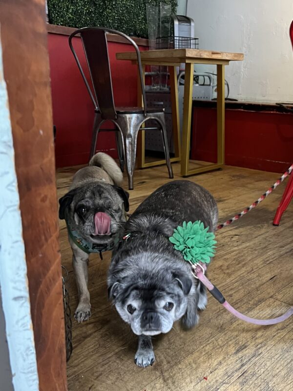 Hello and welcome to Bark:Table! Two Pugs
