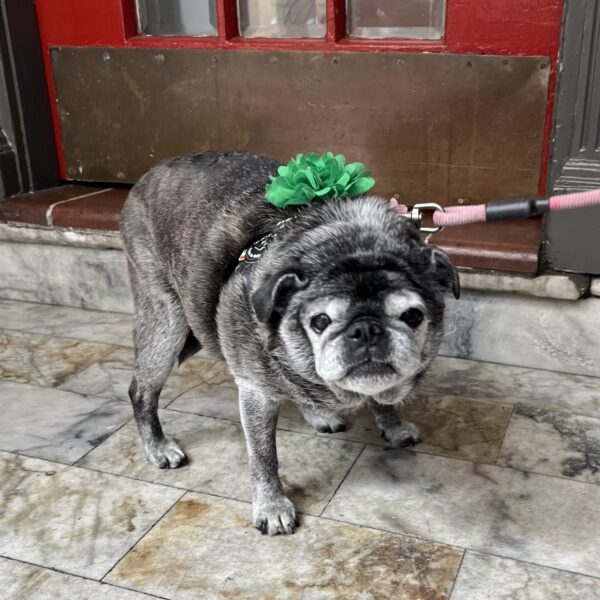 If you want to clean yourself out a bit, try my Charcoal Latte! Old Black And White Pug