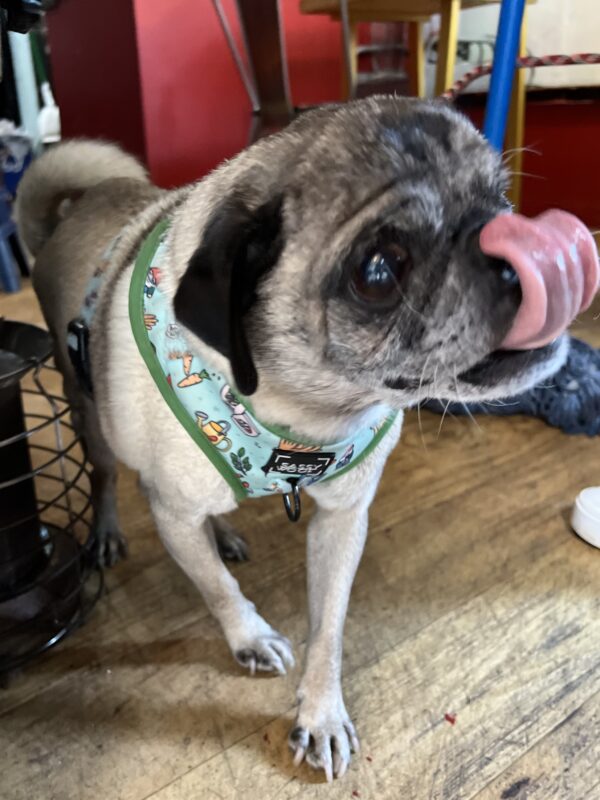 I'm hoping they name a pastry after me. I loooove pastries! Old Fawn Pug With Black Ears