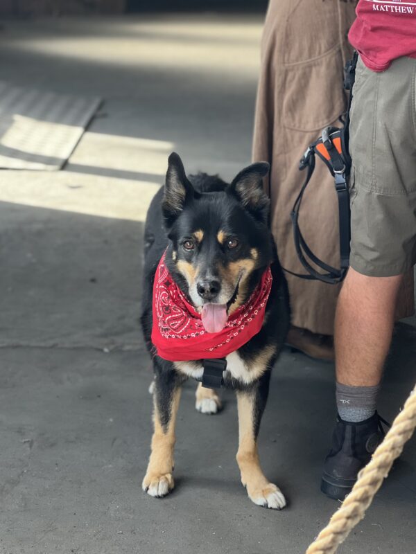 Mutt With Slightly Lopsided Ears Grinning