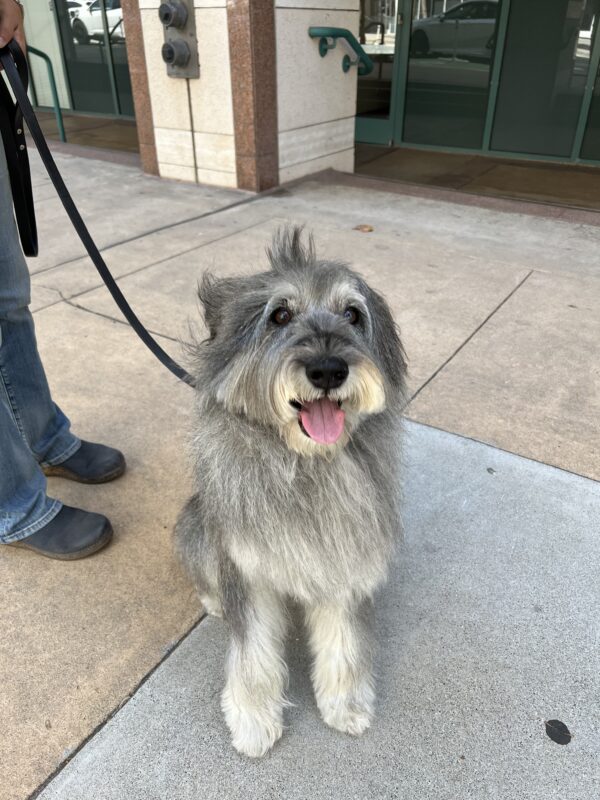 Very Large Standard Schnauzer