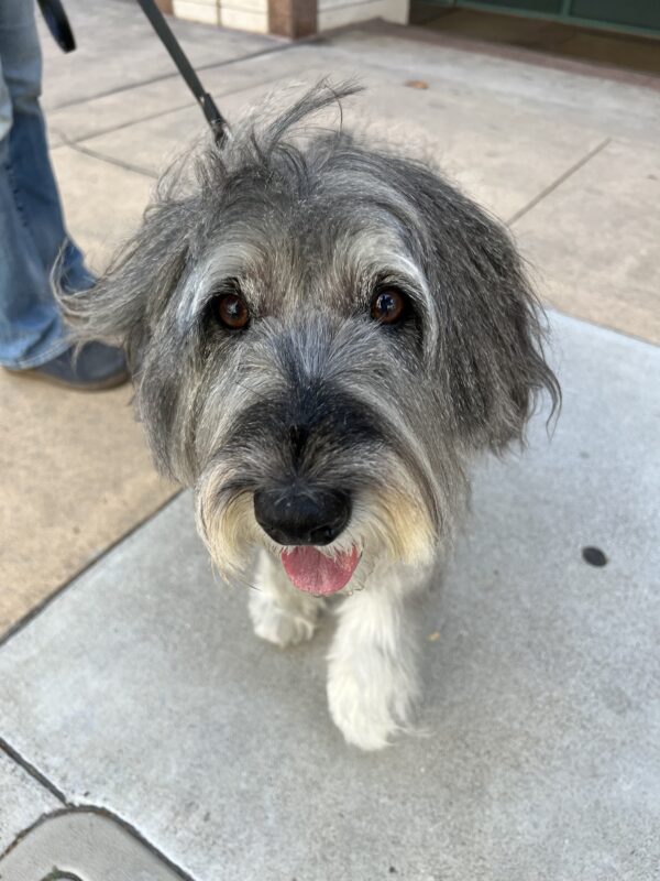 Very Large Standard Schnauzer