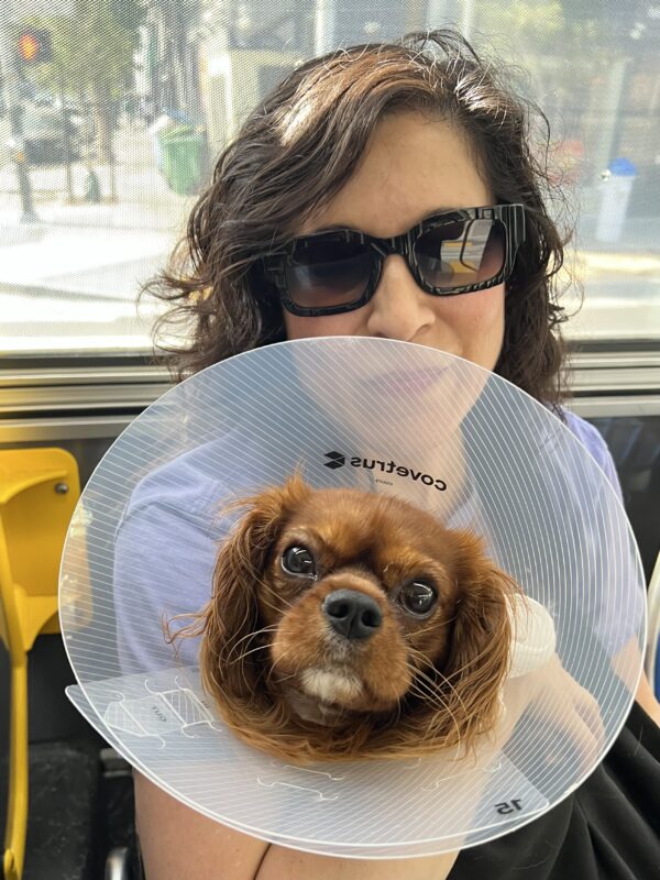 I feel like I've lost a little weight. Do I look lighter to you? Cavalier King Charles Spaniel Puppy In Cone Of Shame