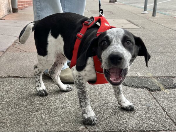 Great Dane Australian Cattle Dog Mix Puppy With His Mouth Wide Open
